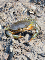 image : A crab released into the park
