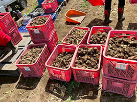 日本一の芋煮会フェスティバルのボランティアの様子3