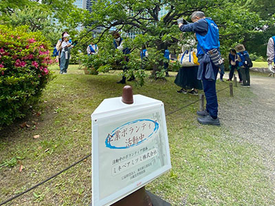 梅拾いをしている様子