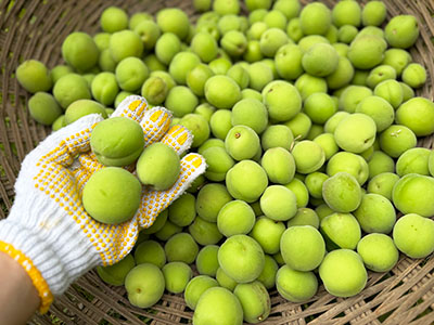 拾った梅の一部