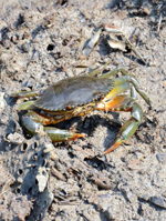 画像:公園に放したカニ