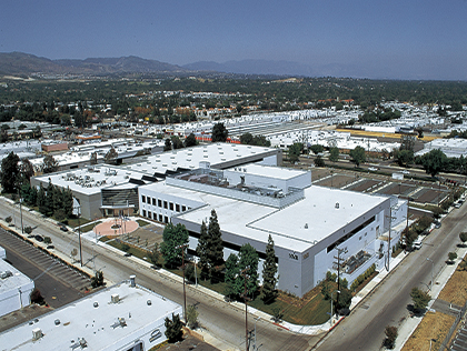 Photo of Chatsworth Plant