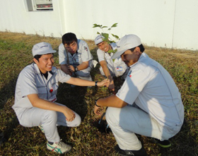 image : Tree planting