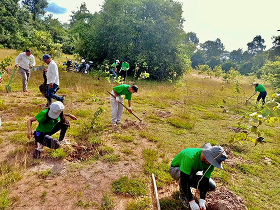 image : Tree planting