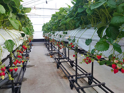 image : Strawberry cultivation
