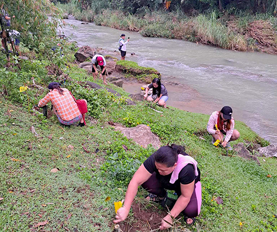 image : Conventional Tree Planting