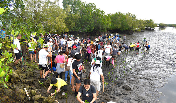 image : Mangrove Planting at adopted Mangrove Community in Sitio Tawsan, Danao City on June 3, 2023