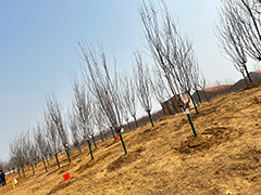 The scene after planting trees.