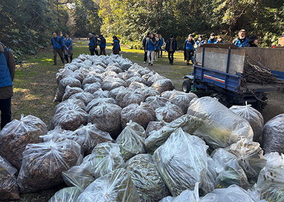 Bags of fallen leaves collected during the cleanup.