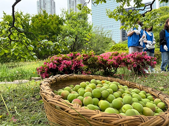Fresh green Japanese plums.