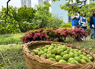 Fresh green Japanese plums
