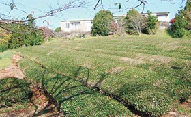 image : Tea plants within the Hamamatsu Plant
