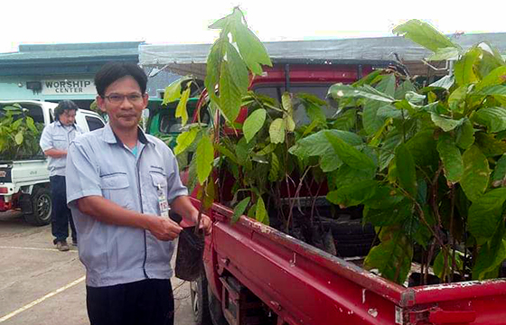 image : Cacao saplings