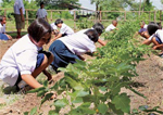 image : Children doing farming