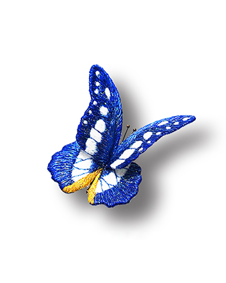 image : Morpho helena butterfly