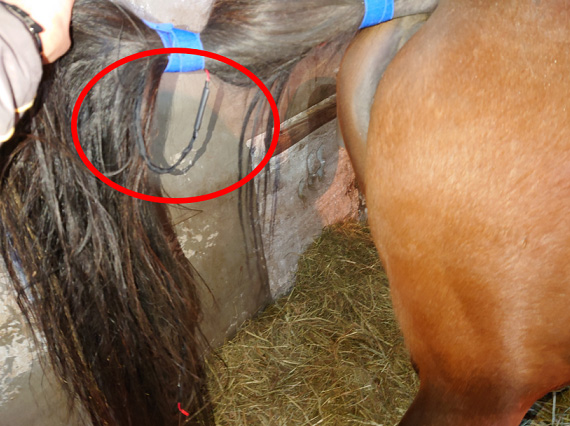 母馬の尾に取り付けられた破水検知センサ