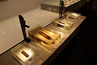 写真:鳥浜貝塚出土木製品(福井県立若狭歴史博物館蔵)